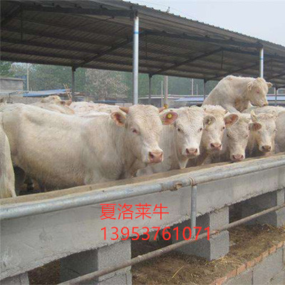 夏洛莱牛