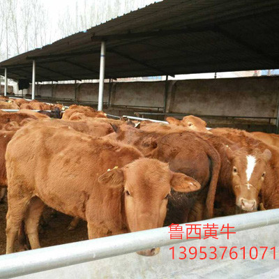 鲁西黄牛