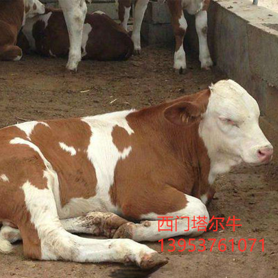 西门塔尔牛